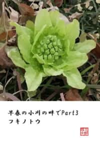 早春の小川の畔でPart3 フキノトウ