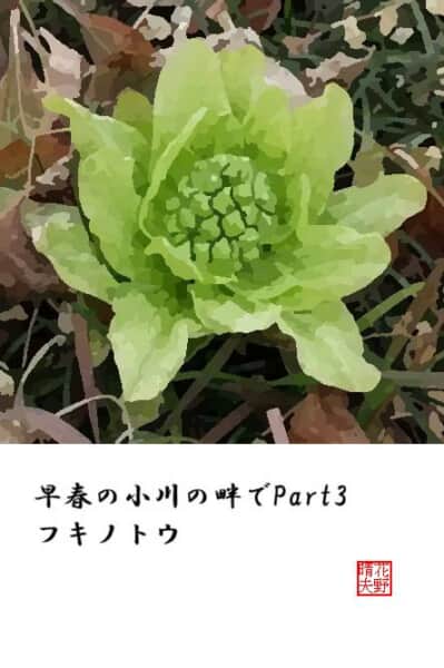 早春の小川の畔でPart3 フキノトウ