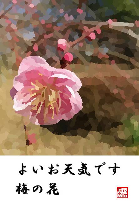 よいお天気です 梅の花