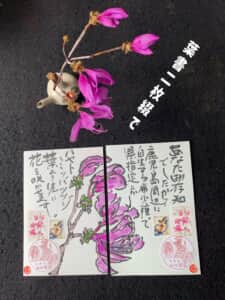 鹿児島県の希少種とはねー。