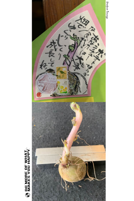 畑に植える前に絵手紙に。