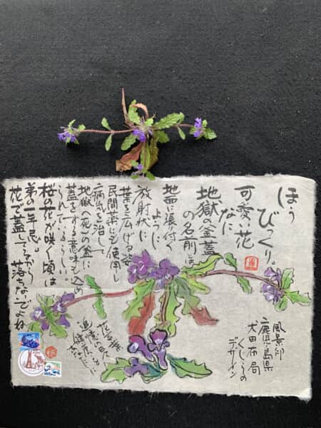 可愛い花なのに❗️