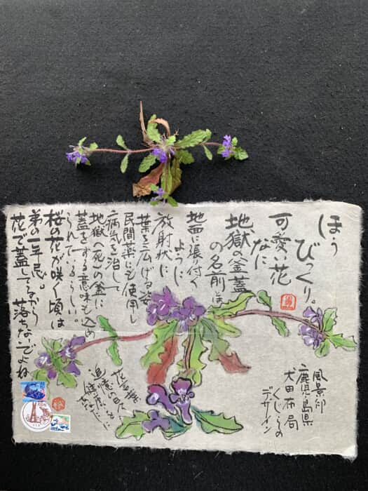 可愛い花なのに❗️