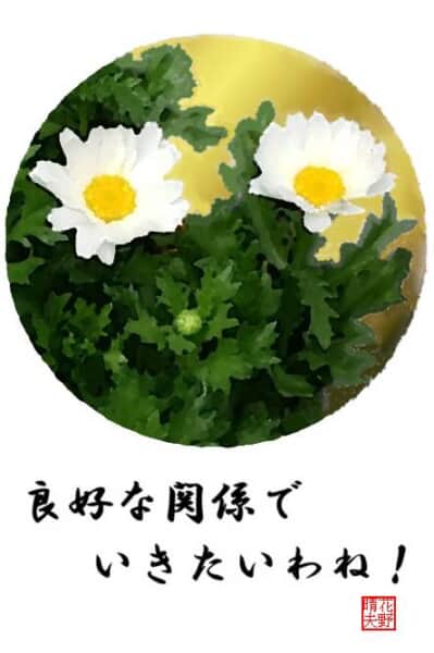 ノースポール（カンシロギク）