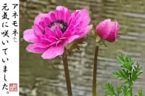 池のほとりに咲くアネモネ