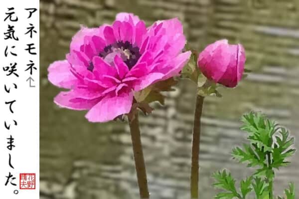 池のほとりに咲くアネモネ