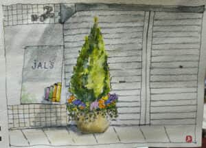 立派なゴールドクレストの木～*