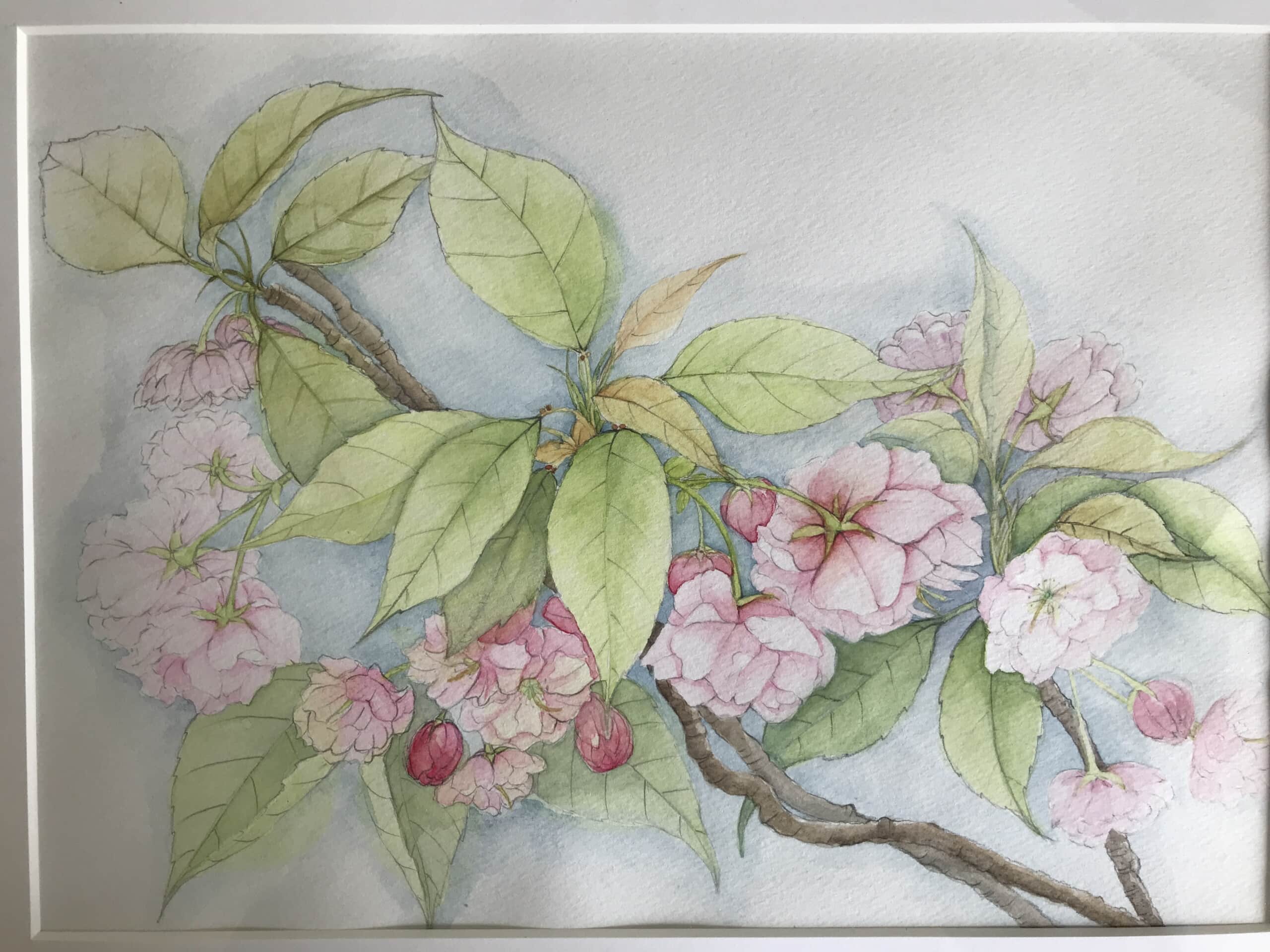 八重桜