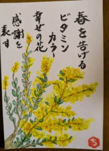 ミモザ　パールアカシア