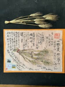 麦を見て思い出す