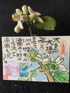 みかんの花が咲きました。