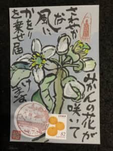 🍊の花盛り‼️