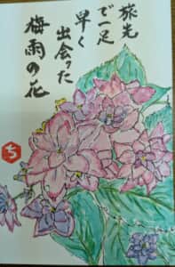 紫陽花