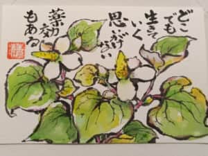 やはりドクダミ