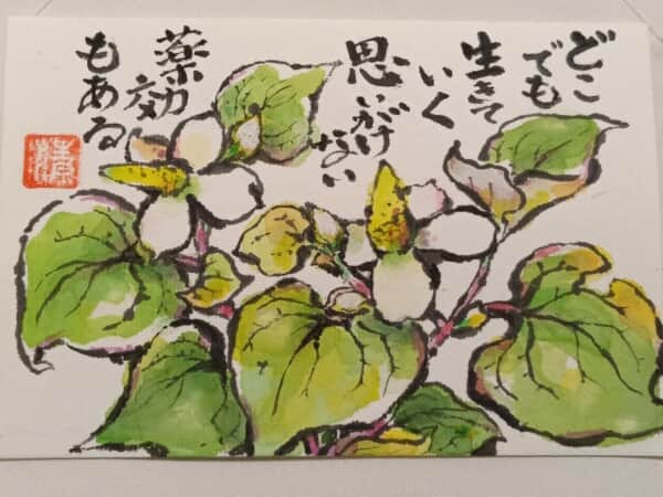 やはりドクダミ