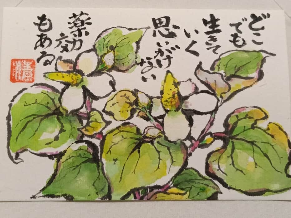 やはりドクダミ