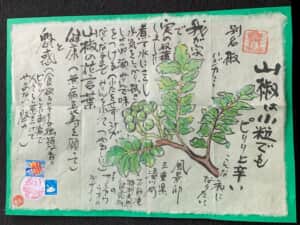 我が家の初山椒収穫