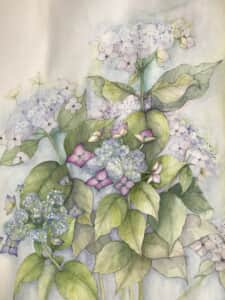 額紫陽花