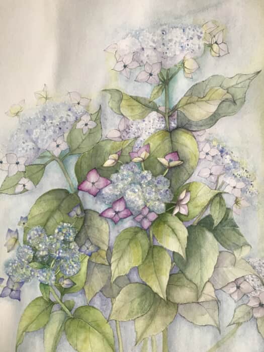 額紫陽花