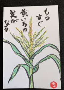 とうもろこし