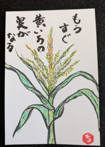 とうもろこし