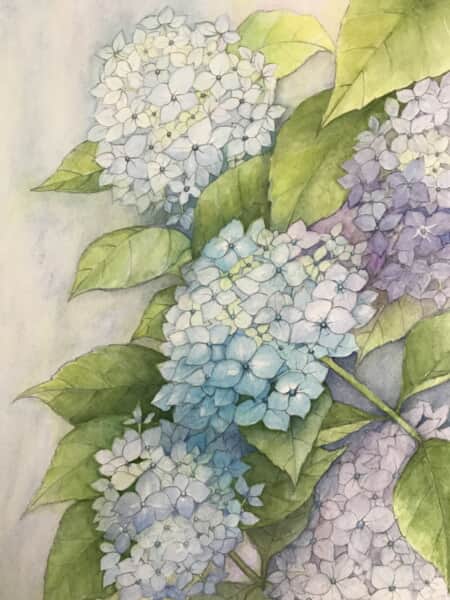 紫陽花