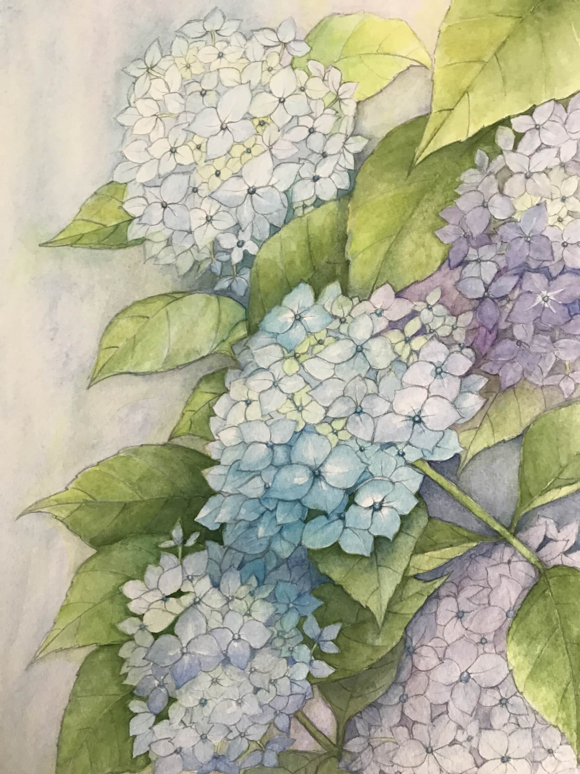 紫陽花