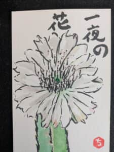 サボテンの花　白