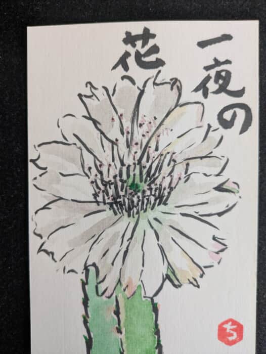 サボテンの花　白