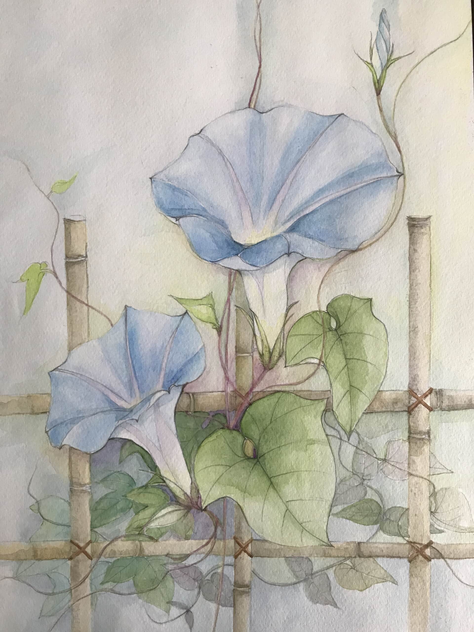 朝顔
