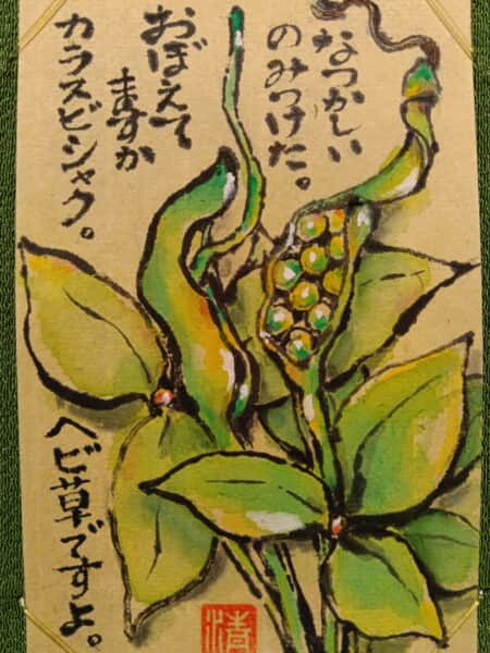 カラスビシャク