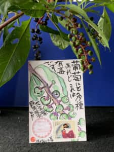 高価すぎの葡萄