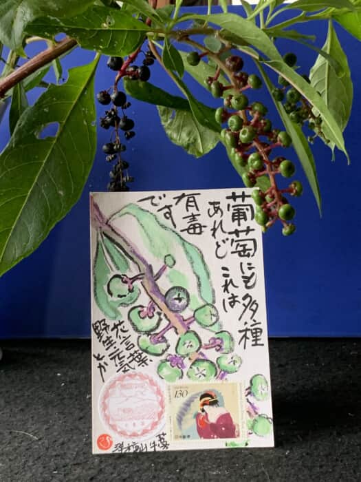 高価すぎの葡萄