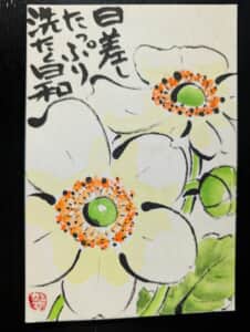秋明菊