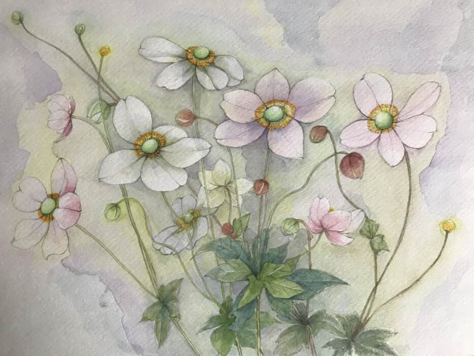 秋明菊